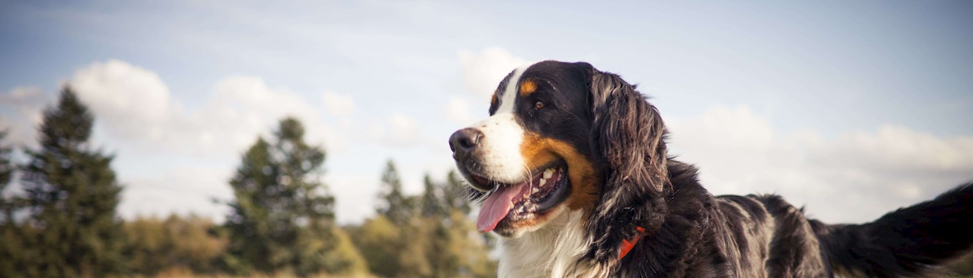 DOG Image of error
